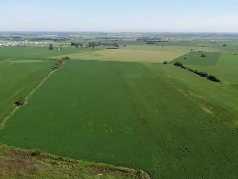 VENTA DE 20 HECTAREAS  - ALVEAR - OPORTUNIDAD