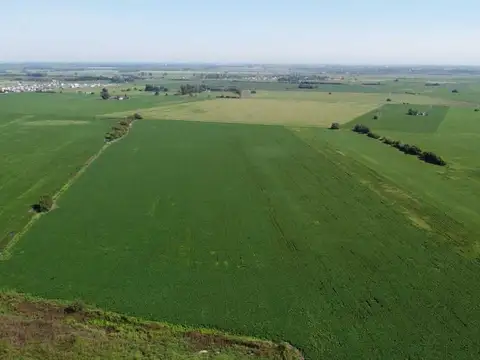 VENTA DE 20 HECTAREAS  - ALVEAR - OPORTUNIDAD