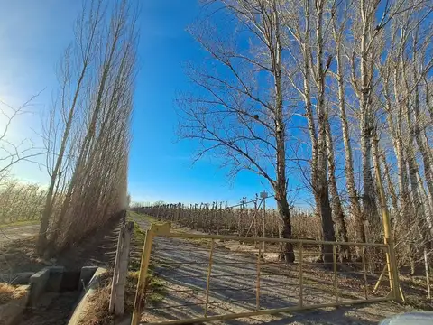 VENTA DE CHACRA PRODUCCIÓN DE EXPORTACIÓN