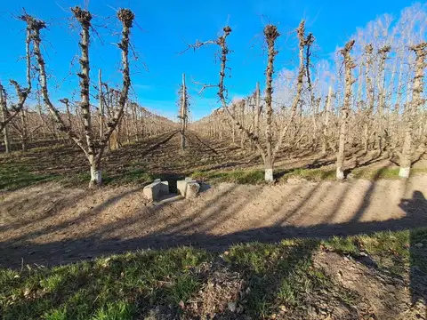 VENTA DE CHACRA PRODUCCIÓN DE EXPORTACIÓN