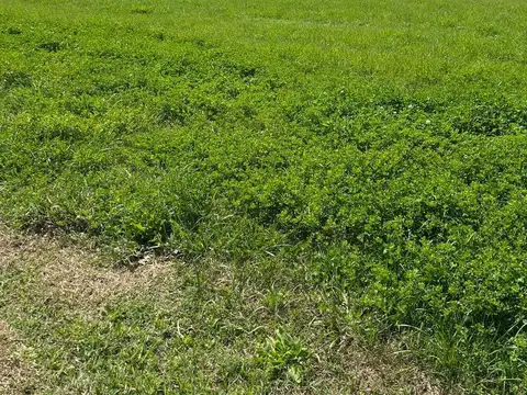 Terreno en Venta 12  mts Frente