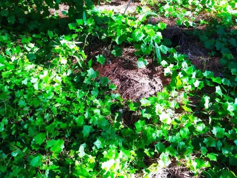 Barca Grande e/ Avenida del Plata y Los Incas