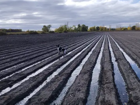 ALQUILER ANUAL CAMPO 16 HAS. SAN CARLOS