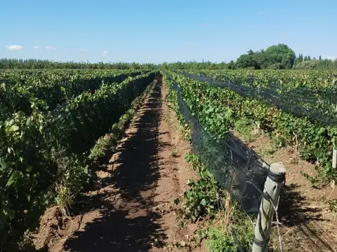 Finca en Venta en Ugarteche, Luján de Cuyo