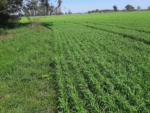 1559 E/1566 Y 1586 100