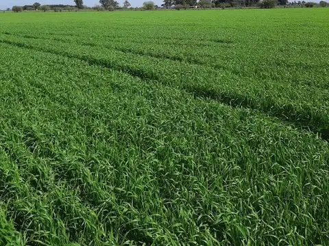 1559 E/1566 Y 1586 100