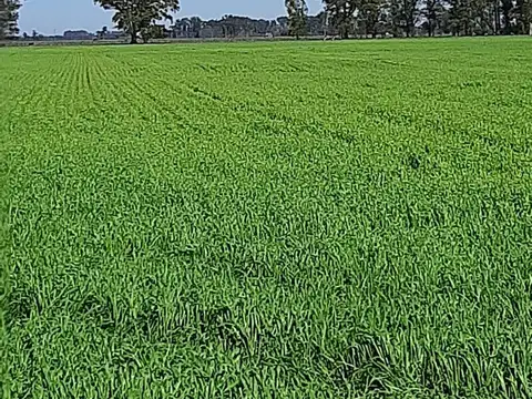 Campo en Venta Mixto