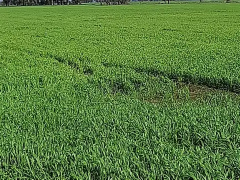 CAMPO EN VENTA EN FLORENCIO VARELA