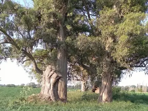 CAMPO - FRACCION DE 7.24 HAS.