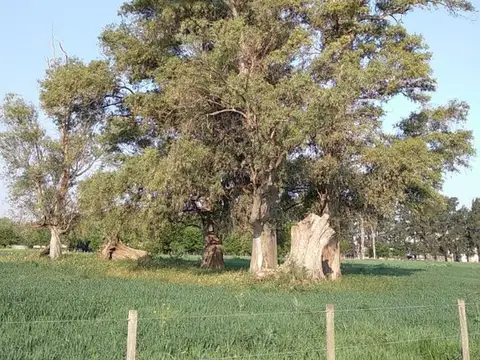 CAMPO - FRACCION DE 7.24 HAS.