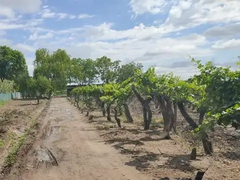 FINCA EN VENTA, MENDOZA SAN MARTIN