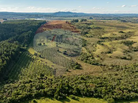 Venta de Campo con olivos en Rocha