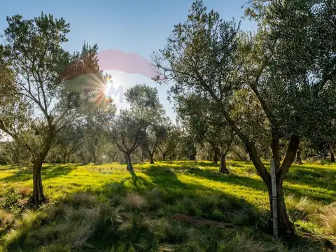 Venta de Campo con olivos en Rocha