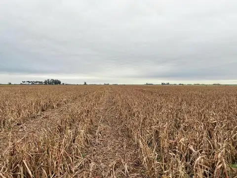 Excelente campo agrícola en perfecta ubicación logística