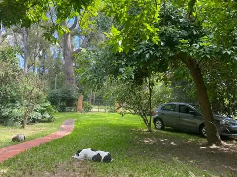 Gaviotas e/ Sauce y Cipreses