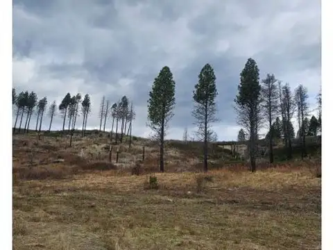 LAS GOLONDRINAS-LAGO PUELO  s/n