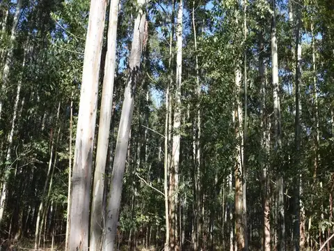 Campo en venta de 46has sin rebrote ubicado en Concordia