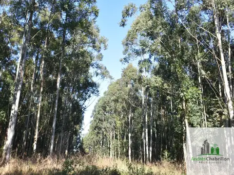 Distrito Yuquerí 100