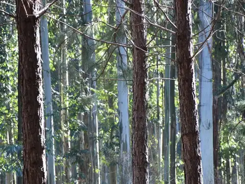 Campo en venta de 46has sin rebrote ubicado en Concordia