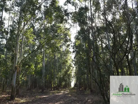 Distrito Yuquerí 100