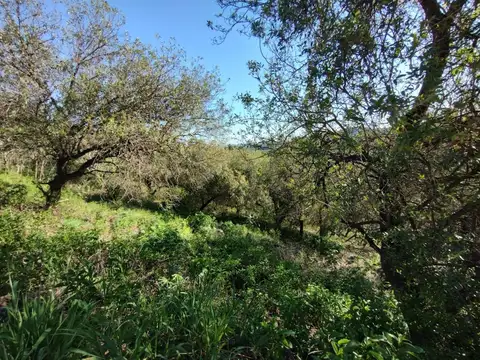 Lote en Sierra Nueva