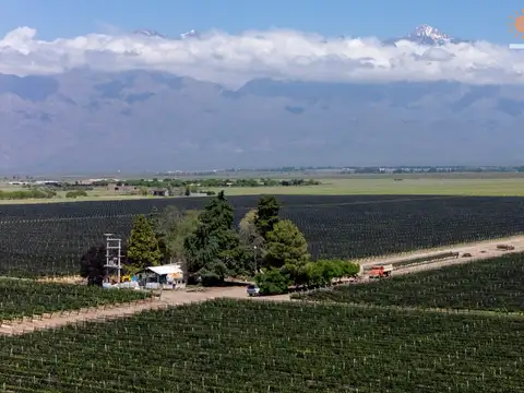 Campo en Venta Fruticola