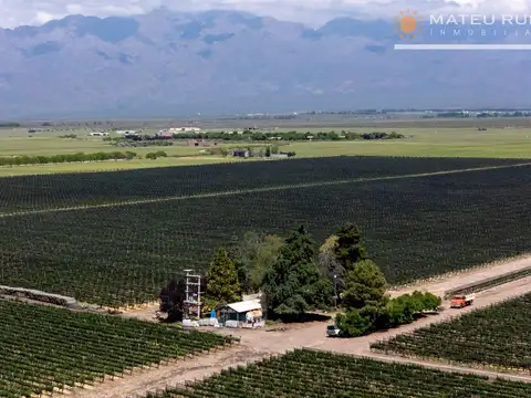 Finca en Los Chacayes