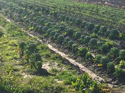 CAMPO EN ARANA - 8,8 HECTÁREAS CON VIVIENDA Y GALPONES A LA VENTA!