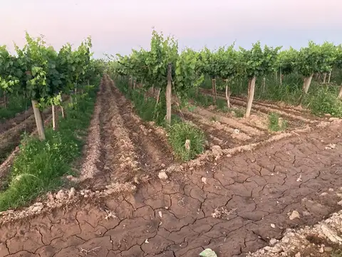 Finca en Las Violetas