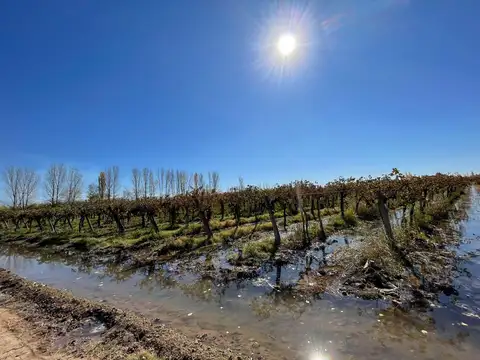 Finca en Las Violetas