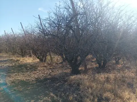 Campo - Venta - Argentina, Goudgue