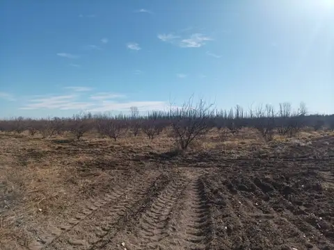 Campo - Venta - Argentina, Goudgue