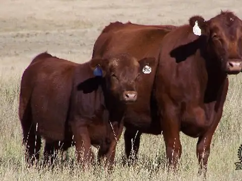 CHACRA, ganadera de crìa.