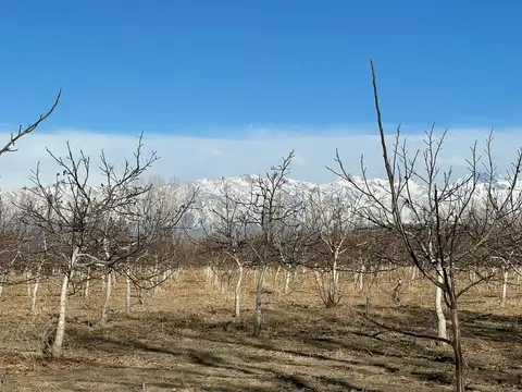 Finca de Nogales a la venta en Tupungato, Mendoza