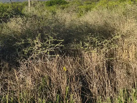 Camino a Aguas Azules 100