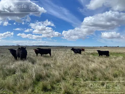 Magdalena 600 has - Campo en Venta