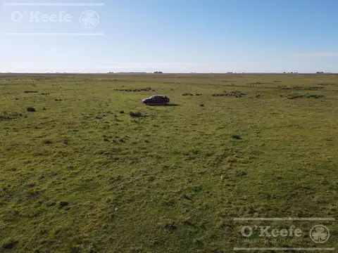 Campo ganadero de cria en venta 790 has Olavarria