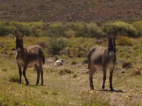 VENTA CAMPO BARILOCHE JACOBACCI - OVEJERO Y GANADERO
