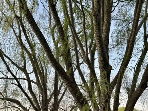 Las Margaritas entre Los Malvones y Las Madreselvas 100, Piso 0