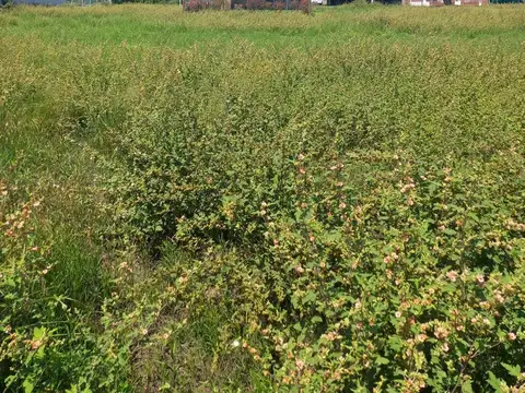 LOTE EN VENTA TIERRA DE AUTORES PUEBLO ESTHER