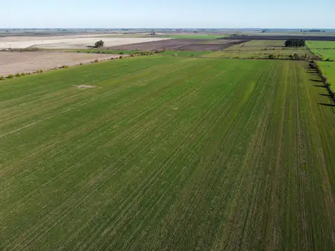 83 has Campo en venta en Pueblo Cazes 100% agrícola