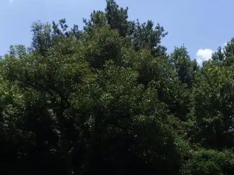 Diego De Villarroel 1700