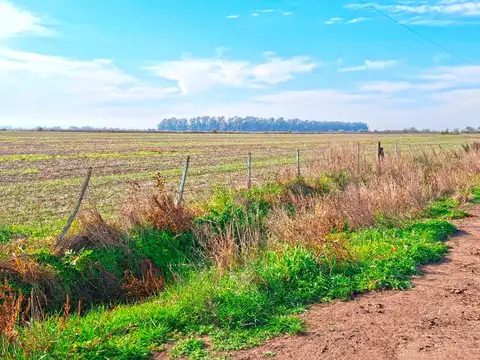 265 has de campo agricola en Chacabuco