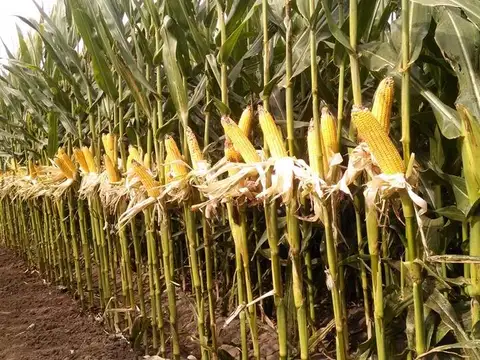 EXCELENTE agrìcola,