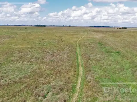 Chascomus 500 Has en Venta. Campo Ganadero, armado, con 20 % de aptitud Agrícola. Para producir y disfrutar