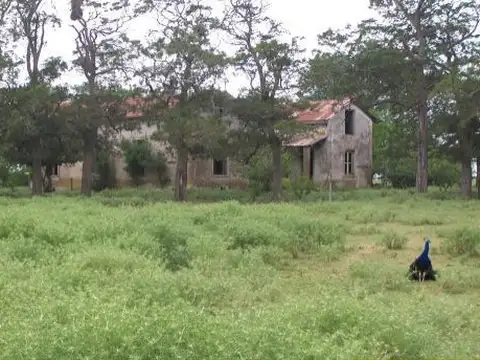 Campo en Venta Ganadero