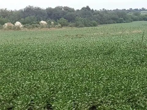 Campo agrícola en Hasenkamp