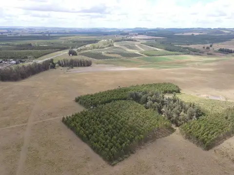 Campo en Lavalleja de 228ha
