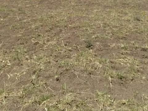 Arrendamiento: Excepcional campo ganadero de 560has - A 20km de Bahía Blanca