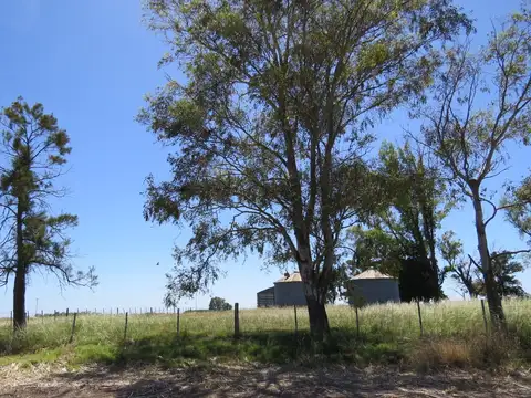 CAMPO EN VENTA. 116 HECTAREAS MIXTAS. BARADERO IRENEO PORTELA CUARTEL SEXTO